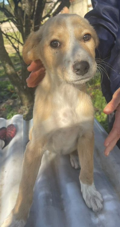 betinha-doguinha-curiosa-adocao-doacao-cachorro-gato-1