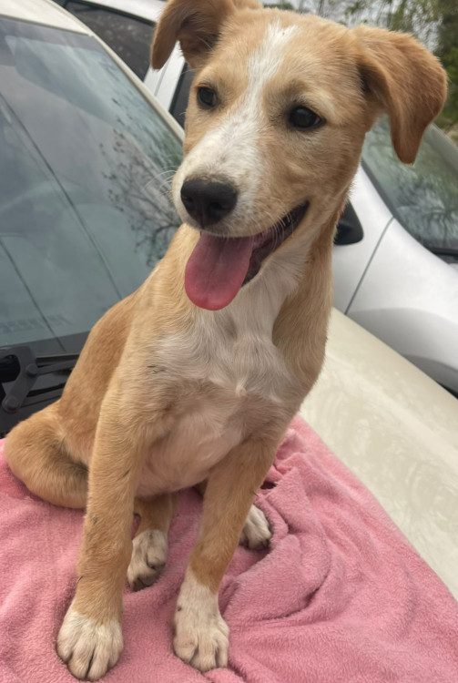 betinha-doguinha-curiosa-adocao-doacao-cachorro-gato-2
