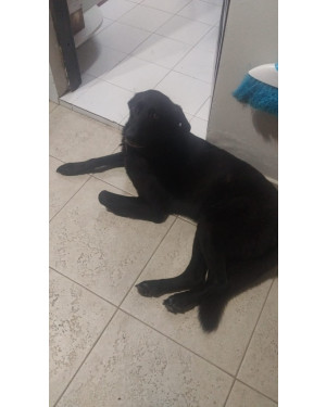 Adoção - Preton