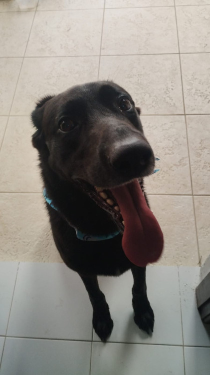 adocao-preton-adocao-doacao-cachorro-gato-1