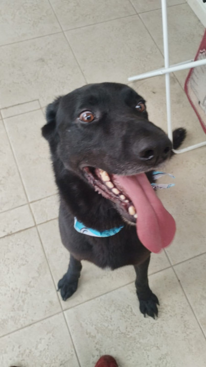 adocao-preton-adocao-doacao-cachorro-gato-1