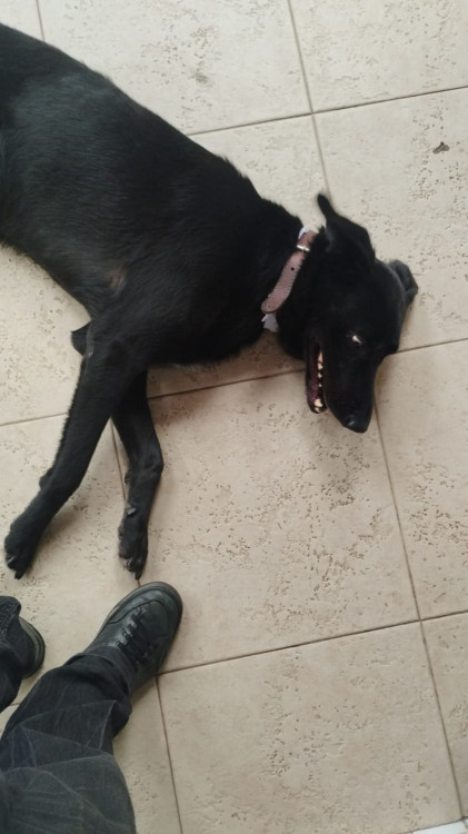adocao-preton-adocao-doacao-cachorro-gato-3