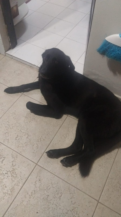 adocao-preton-adocao-doacao-cachorro-gato-0