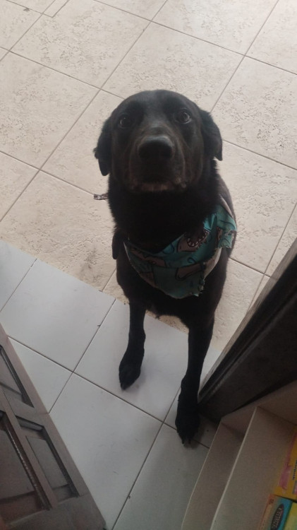 adocao-preton-adocao-doacao-cachorro-gato-2