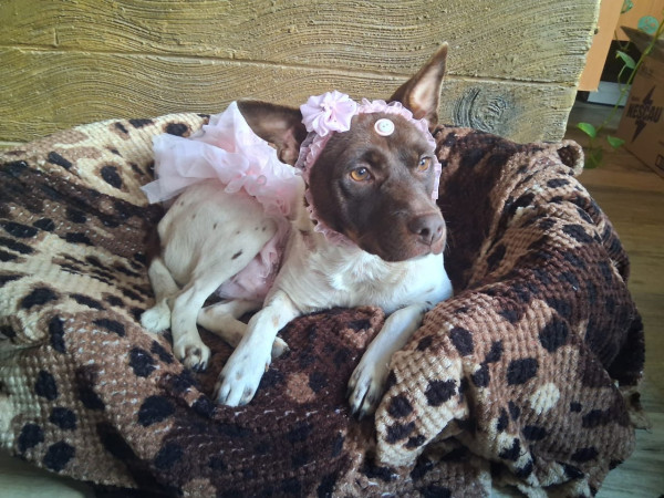 feminha-adulta-jovem-castrada-pra-adocao-adocao-doacao-cachorro-gato-4