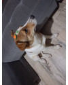 mestico-a-fox-paulistinhaterrier-pra-adocao-small-3