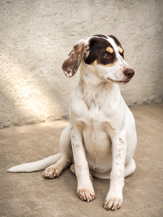 kiara-procura-uma-familia-cheia-de-amor-para-transformar-sua-vida-adocao-doacao-cachorro-gato-3