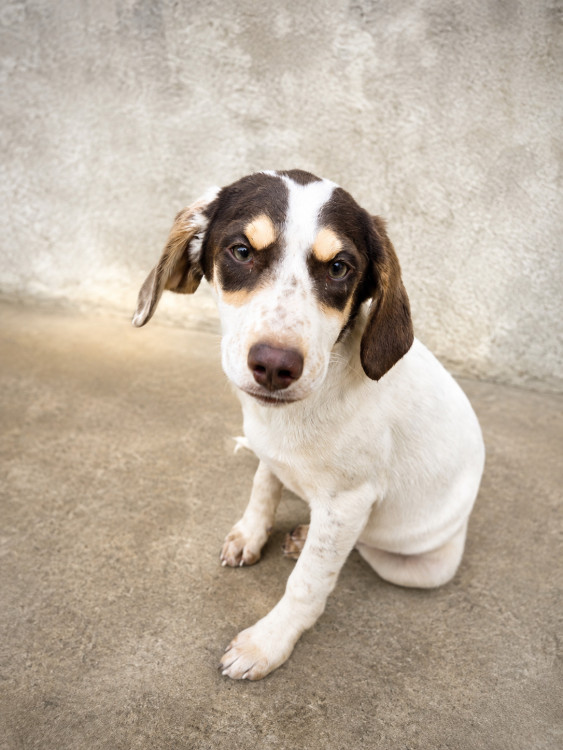 kiara-procura-uma-familia-cheia-de-amor-para-transformar-sua-vida-adocao-doacao-cachorro-gato-2