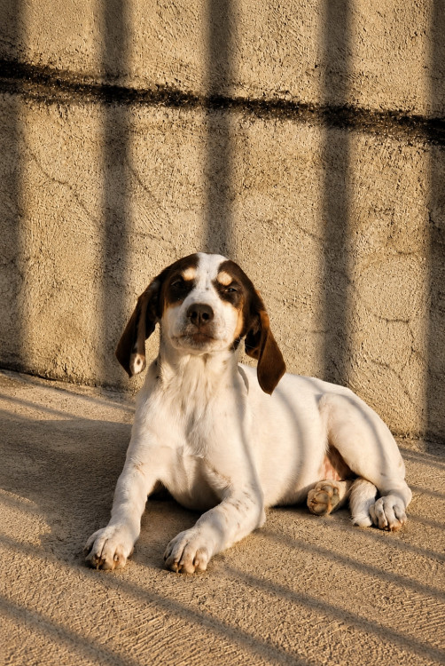 kiara-procura-uma-familia-cheia-de-amor-para-transformar-sua-vida-adocao-doacao-cachorro-gato-1