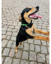 klaus-procura-uma-familia-cheia-de-amor-para-ser-seu-melhor-amigo-small-2