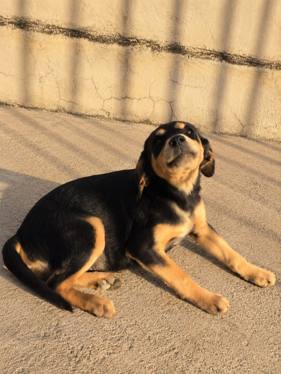 klaus-procura-uma-familia-cheia-de-amor-para-ser-seu-melhor-amigo-adocao-doacao-cachorro-gato-3