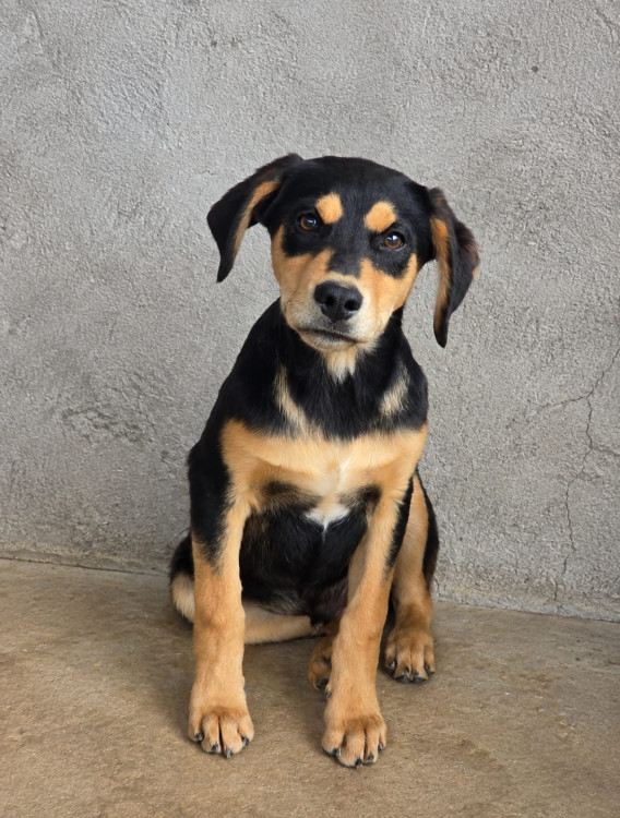 klaus-procura-uma-familia-cheia-de-amor-para-ser-seu-melhor-amigo-adocao-doacao-cachorro-gato-0