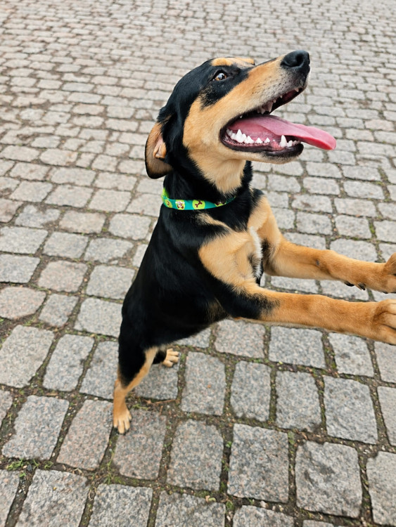 klaus-procura-uma-familia-cheia-de-amor-para-ser-seu-melhor-amigo-adocao-doacao-cachorro-gato-2