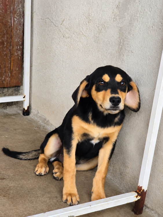 klaus-procura-uma-familia-cheia-de-amor-para-ser-seu-melhor-amigo-adocao-doacao-cachorro-gato-1