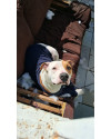 pitbull-macho-small-1