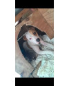 pitbull-macho-small-2