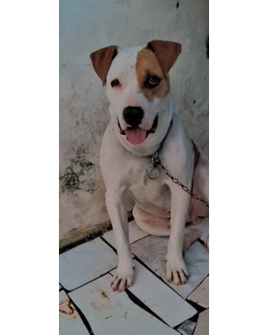 Pitbull Macho