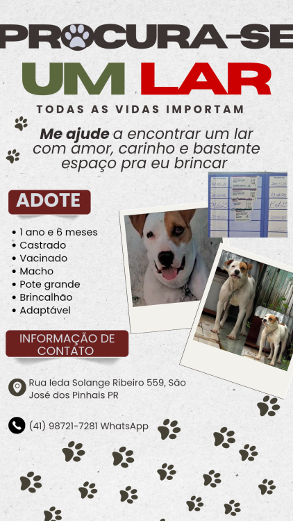pitbull-macho-adocao-doacao-cachorro-gato-4