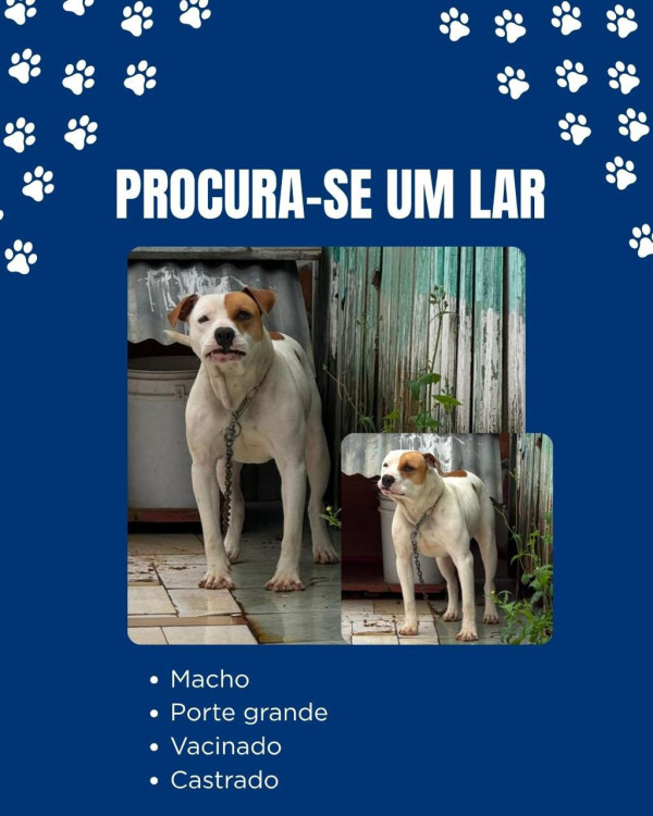 pitbull-macho-adocao-doacao-cachorro-gato-3