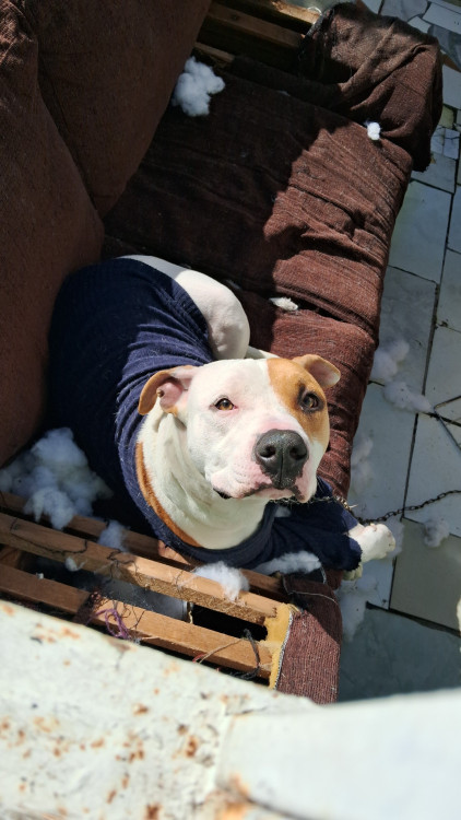 pitbull-macho-adocao-doacao-cachorro-gato-1