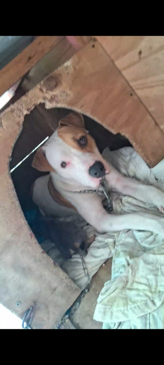 pitbull-macho-adocao-doacao-cachorro-gato-2
