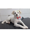lindo-alfredo-small-1