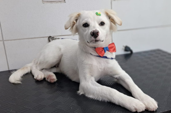 lindo-alfredo-adocao-doacao-cachorro-gato-4