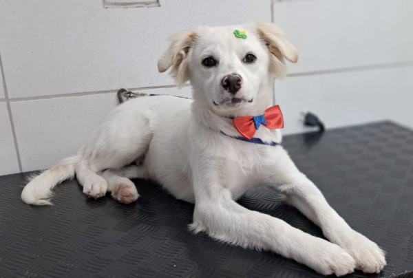 lindo-alfredo-adocao-doacao-cachorro-gato-1
