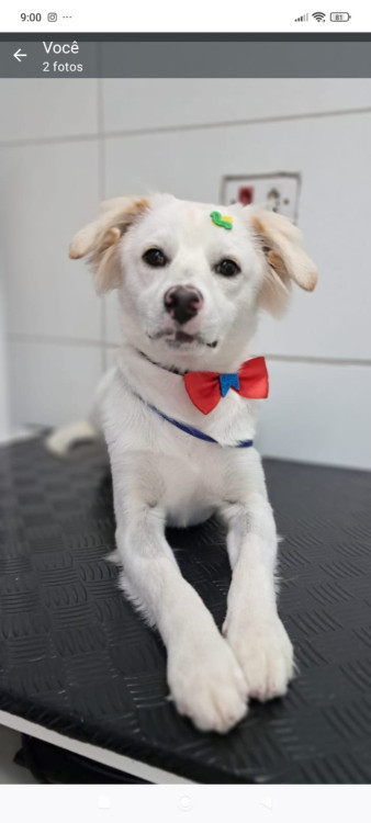 lindo-alfredo-adocao-doacao-cachorro-gato-0