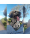achei-esse-cachorro-perdido-porem-nao-posso-ficar-com-ele-small-2