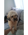 achei-esse-cachorro-perdido-porem-nao-posso-ficar-com-ele-small-3
