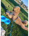 achei-esse-cachorro-perdido-porem-nao-posso-ficar-com-ele-small-1