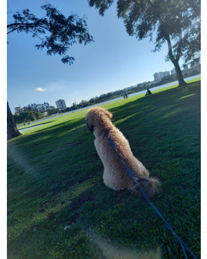 Achei esse cachorro perdido porém nao posso ficar com ele