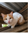 gatinho-fofo-para-adocao-responsavel-small-3