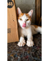 gatinho-fofo-para-adocao-responsavel-small-2