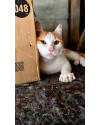 gatinho-fofo-para-adocao-responsavel-small-0