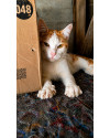 gatinho-fofo-para-adocao-responsavel-small-1