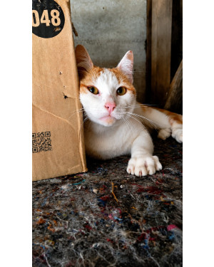 Gatinho fofo para adoção responsável