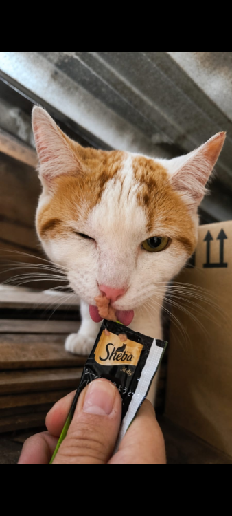 gatinho-fofo-para-adocao-responsavel-adocao-doacao-cachorro-gato-4