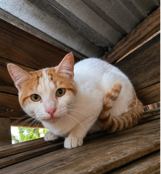 gatinho-fofo-para-adocao-responsavel-adocao-doacao-cachorro-gato-3