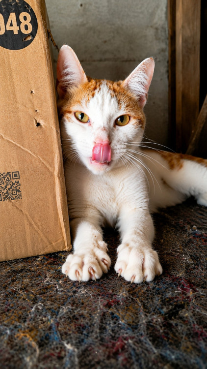 gatinho-fofo-para-adocao-responsavel-adocao-doacao-cachorro-gato-2