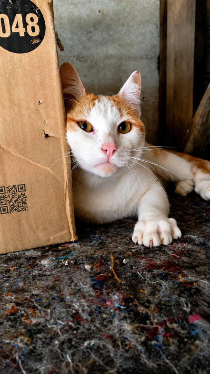 gatinho-fofo-para-adocao-responsavel-adocao-doacao-cachorro-gato-0