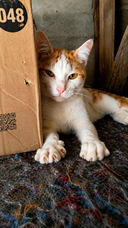 gatinho-fofo-para-adocao-responsavel-adocao-doacao-cachorro-gato-1