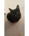 gatinho-para-adocao-responsavel-small-0