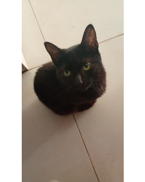 Gatinho para adoção responsável