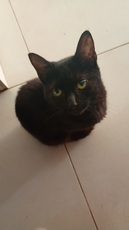 gatinho-para-adocao-responsavel-adocao-doacao-cachorro-gato-0