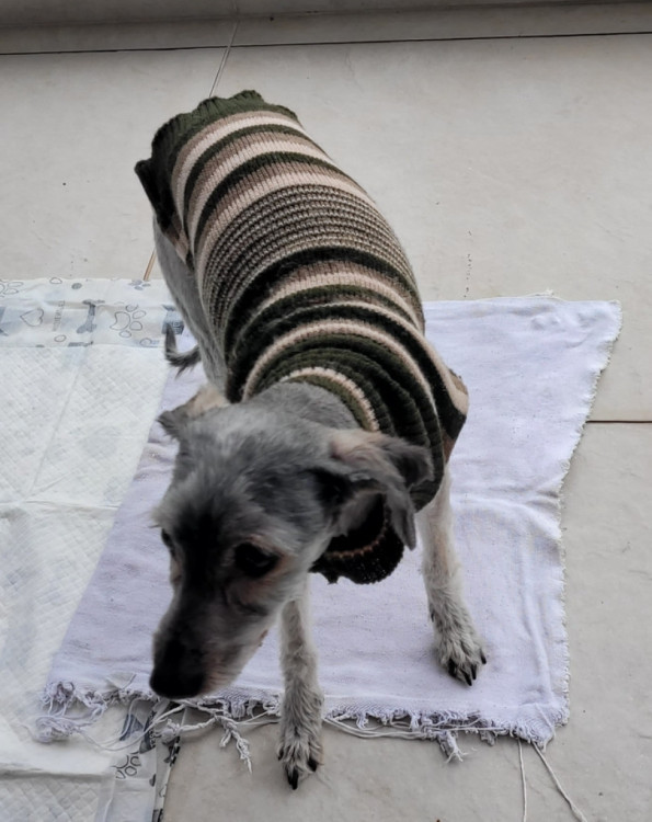 vira-lata-16-anos-adocao-doacao-cachorro-gato-1