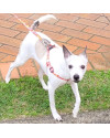 cindy-10-anos-vira-lata-small-1