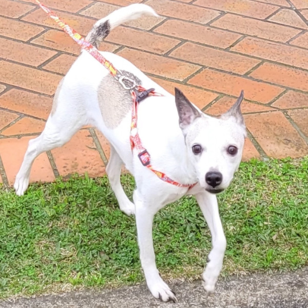 cindy-10-anos-vira-lata-adocao-doacao-cachorro-gato-1