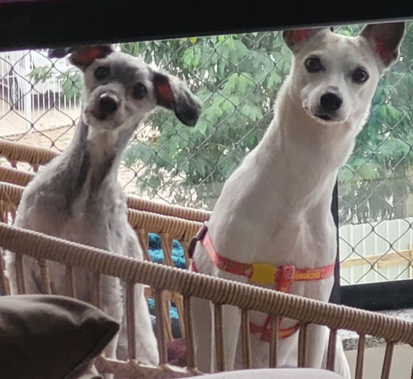 cindy-10-anos-vira-lata-adocao-doacao-cachorro-gato-0